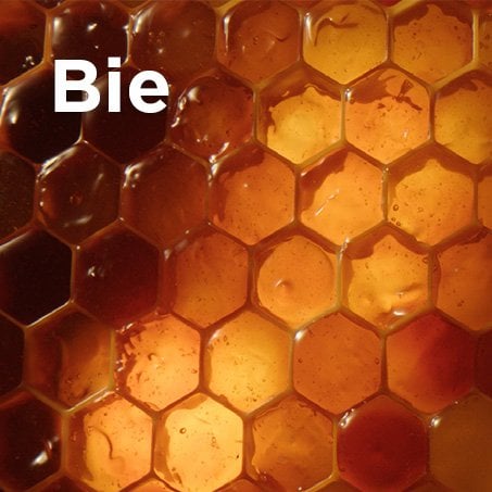 Bienenwaben mit Bienenwachs